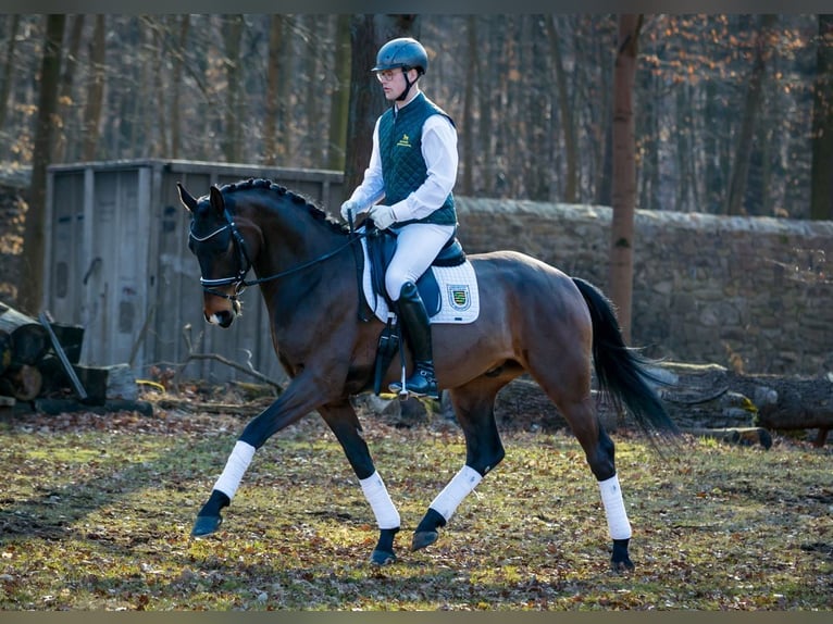 Caballo de deporte alemán Caballo castrado 4 años 167 cm Castaño oscuro in Moritzburg