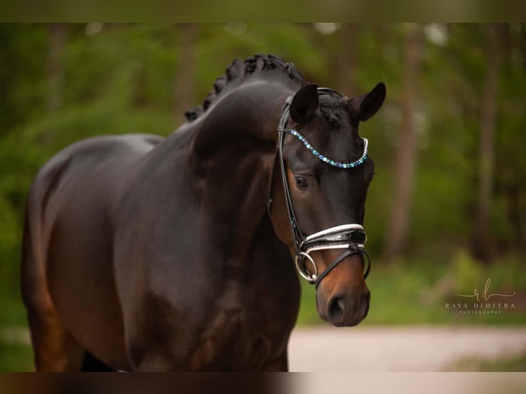 Caballo de deporte alemán Caballo castrado 4 años 167 cm Castaño oscuro in Wehringen