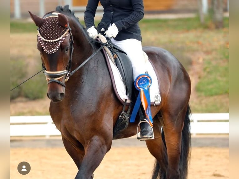 Caballo de deporte alemán Caballo castrado 4 años 167 cm Castaño oscuro in Wehringen