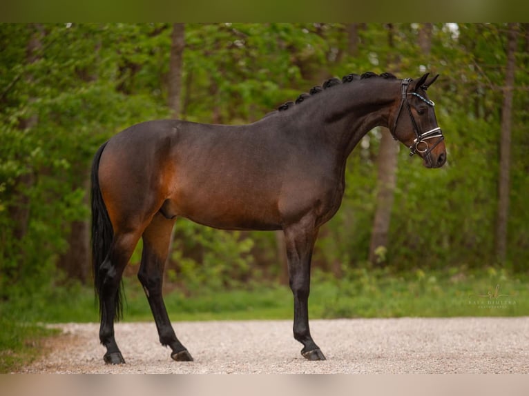 Caballo de deporte alemán Caballo castrado 4 años 167 cm Castaño oscuro in Wehringen