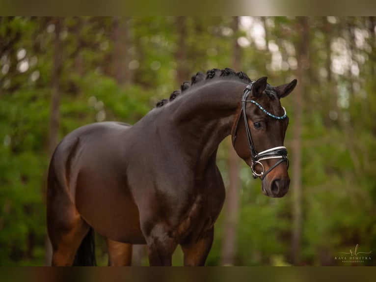 Caballo de deporte alemán Caballo castrado 4 años 167 cm Castaño oscuro in Wehringen