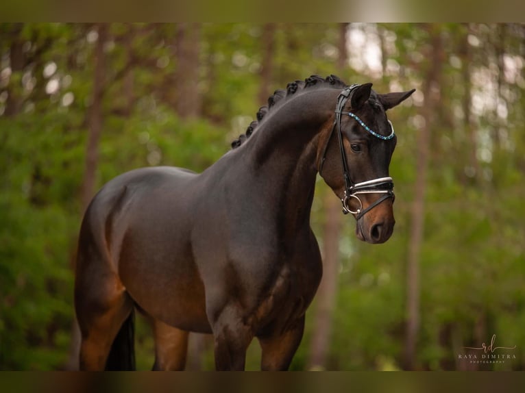 Caballo de deporte alemán Caballo castrado 4 años 167 cm Castaño oscuro in Wehringen