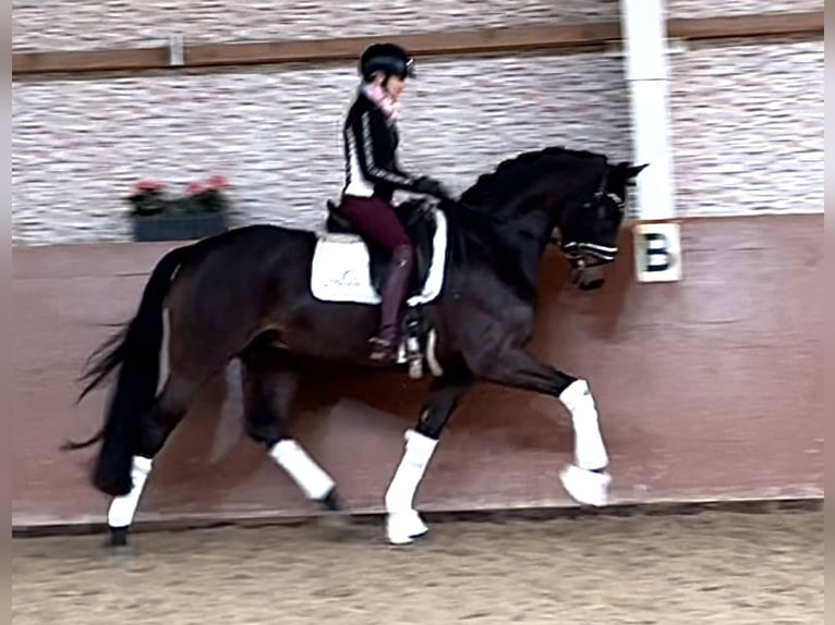 Caballo de deporte alemán Caballo castrado 4 años 167 cm Castaño oscuro in Wehringen