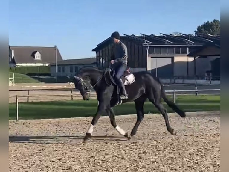 Caballo de deporte alemán Caballo castrado 4 años 167 cm Castaño oscuro in Hamm