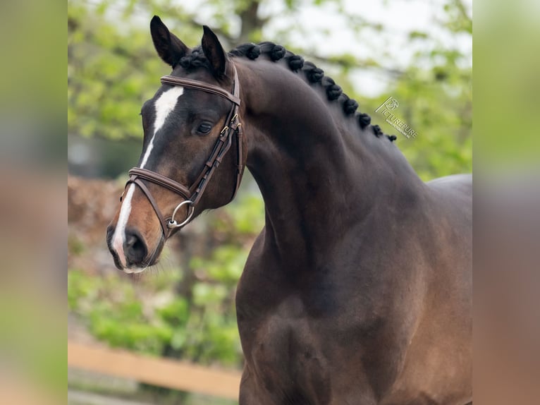 Caballo de deporte alemán Caballo castrado 4 años 167 cm Castaño oscuro in Goch