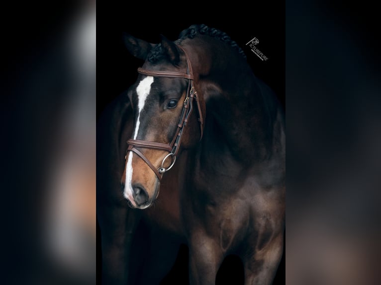 Caballo de deporte alemán Caballo castrado 4 años 167 cm Castaño oscuro in Goch