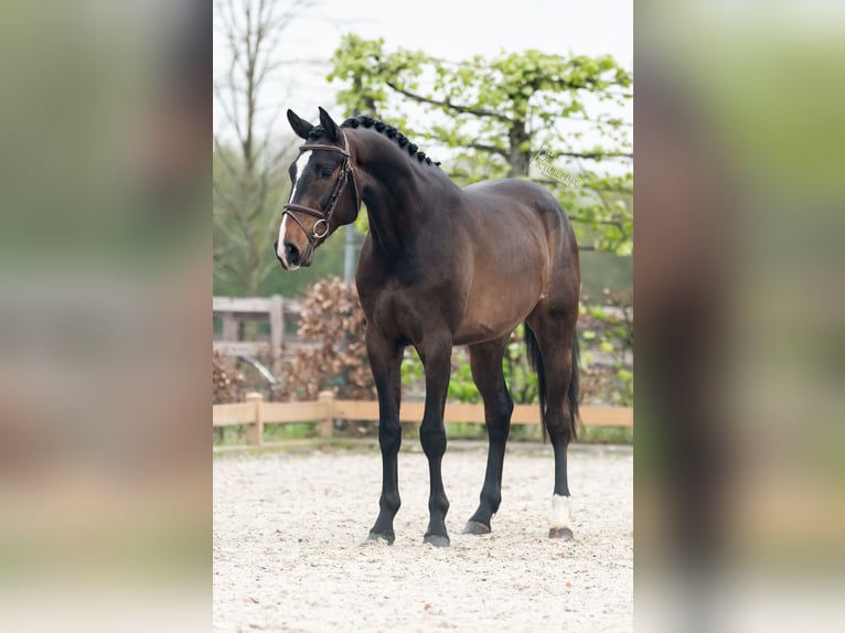 Caballo de deporte alemán Caballo castrado 4 años 167 cm Castaño oscuro in Goch