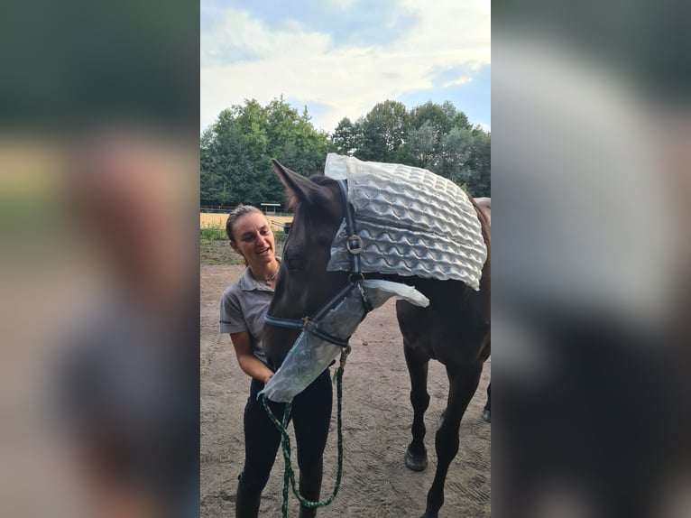 Caballo de deporte alemán Caballo castrado 4 años 167 cm Morcillo in Neustadt (Dosse)