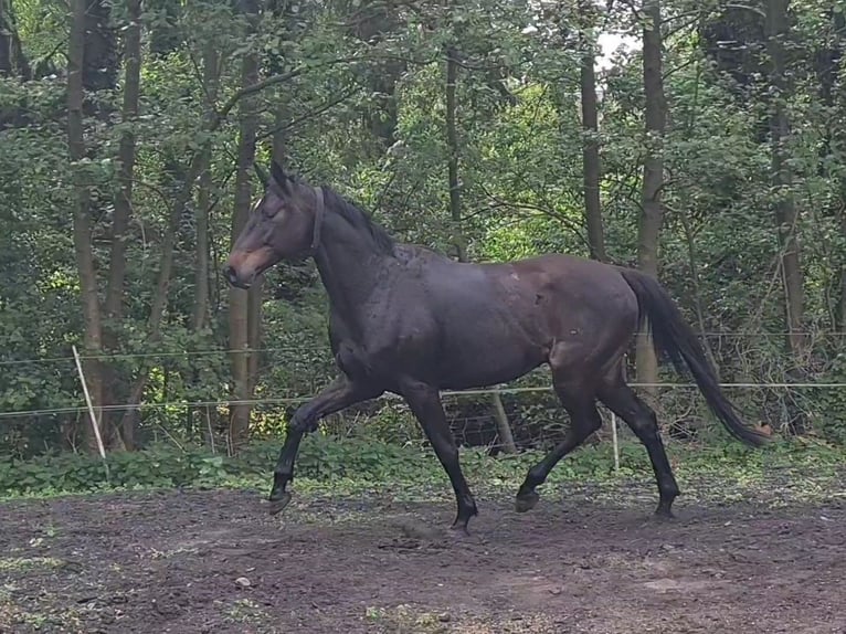 Caballo de deporte alemán Caballo castrado 4 años 167 cm Morcillo in Neustadt (Dosse)