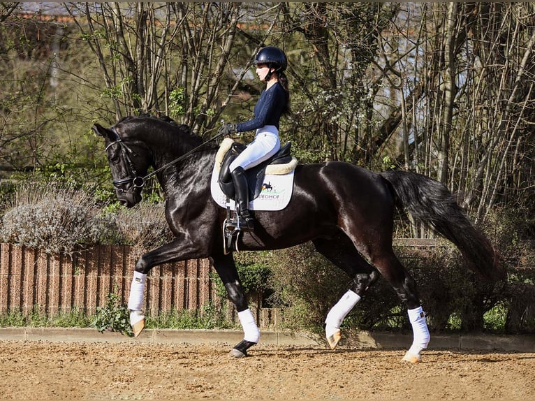 Caballo de deporte alemán Caballo castrado 4 años 167 cm Negro in Riedstadt