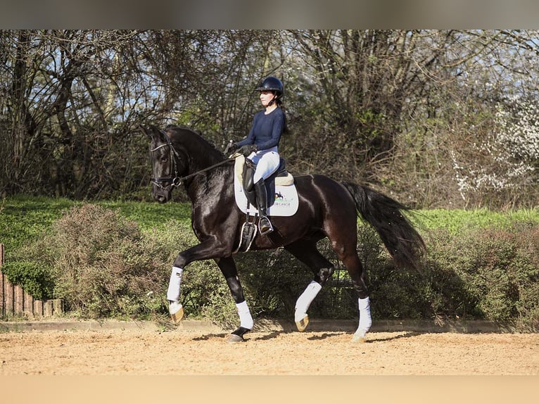 Caballo de deporte alemán Caballo castrado 4 años 167 cm Negro in Riedstadt