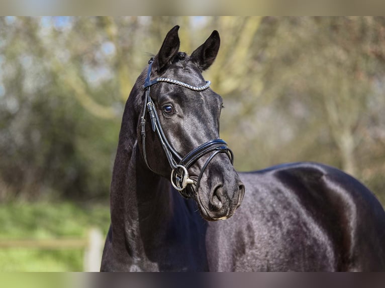 Caballo de deporte alemán Caballo castrado 4 años 167 cm Negro in Riedstadt