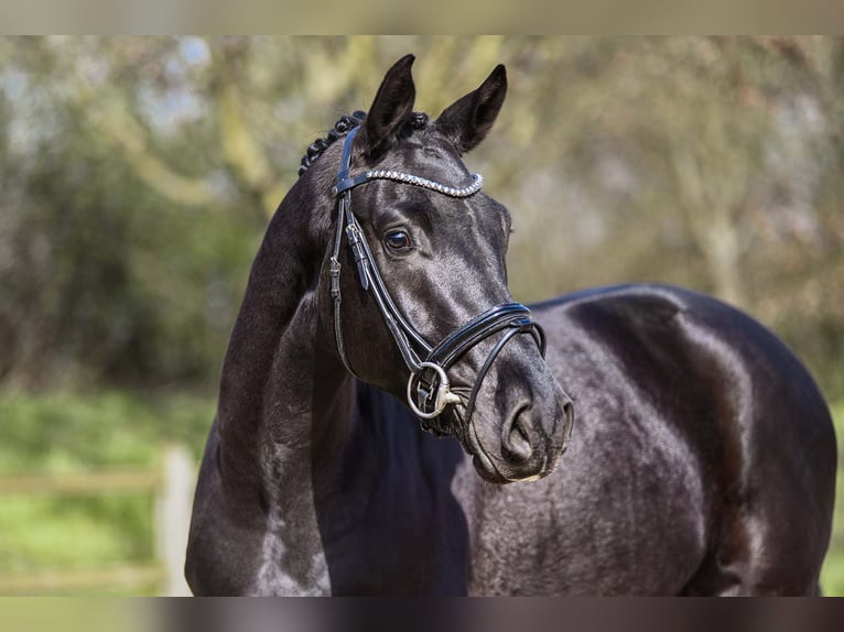 Caballo de deporte alemán Caballo castrado 4 años 167 cm Negro in Riedstadt