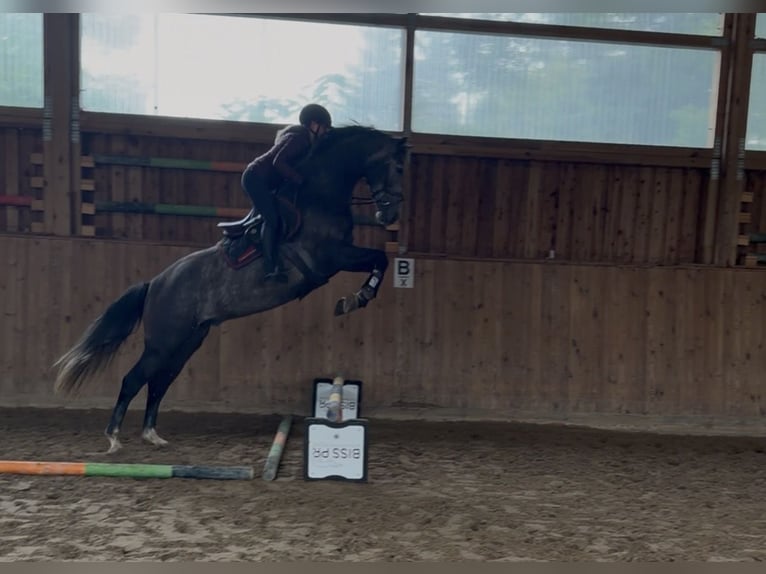 Caballo de deporte alemán Caballo castrado 4 años 167 cm Tordo in Berlin