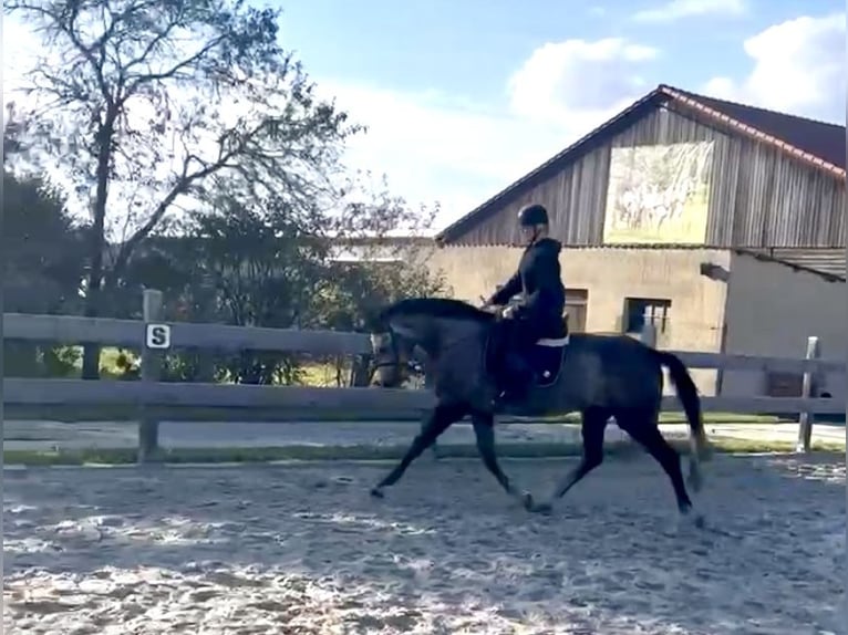 Caballo de deporte alemán Caballo castrado 4 años 167 cm Tordo rodado in Malschwitz