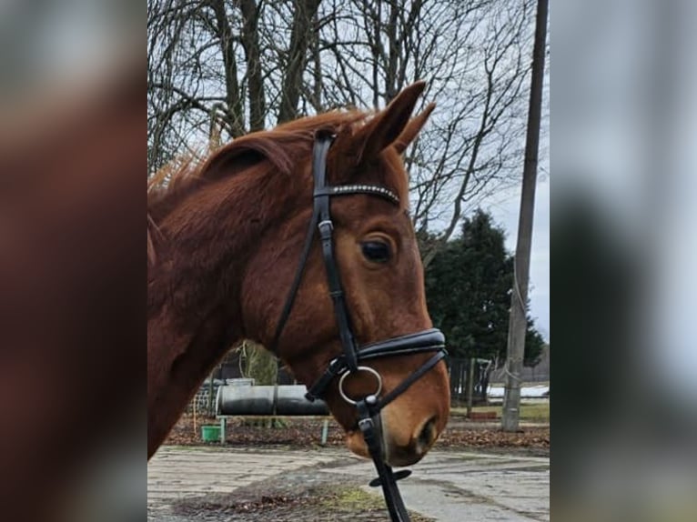 Caballo de deporte alemán Caballo castrado 4 años 168 cm Alazán in Zeulenroda Triebes