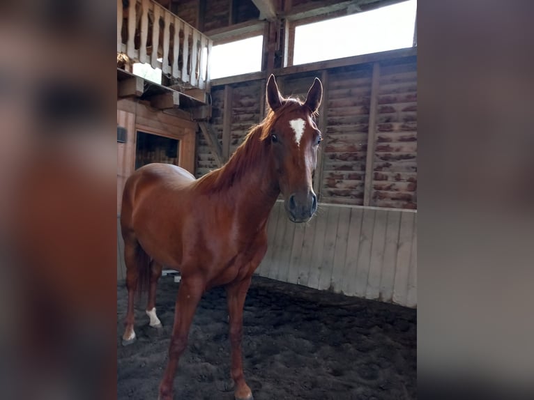 Caballo de deporte alemán Caballo castrado 4 años 168 cm Alazán in Osthausen-Wülfershausen