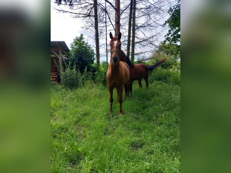 Caballo de deporte alemán Caballo castrado 4 años 168 cm Alazán in Osthausen-Wülfershausen