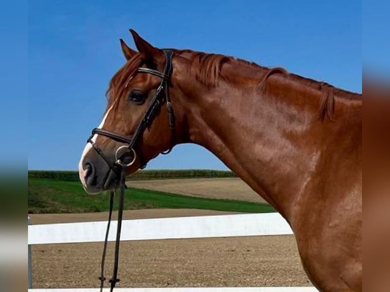 Caballo de deporte alemán Caballo castrado 4 años 168 cm Alazán in Allershausen