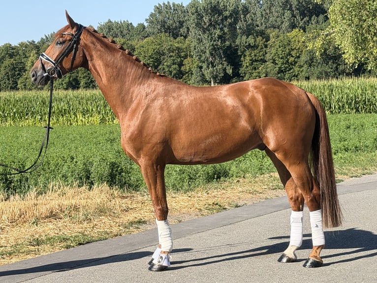 Caballo de deporte alemán Caballo castrado 4 años 168 cm Alazán in Riedlingen