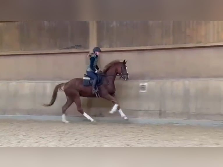 Caballo de deporte alemán Caballo castrado 4 años 168 cm Alazán in Römerstein