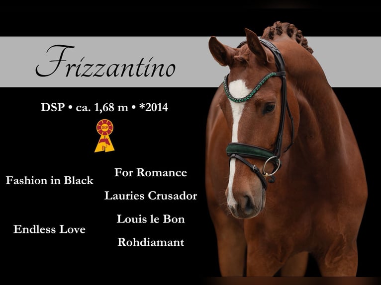 Caballo de deporte alemán Caballo castrado 4 años 168 cm Alazán in Wehringen