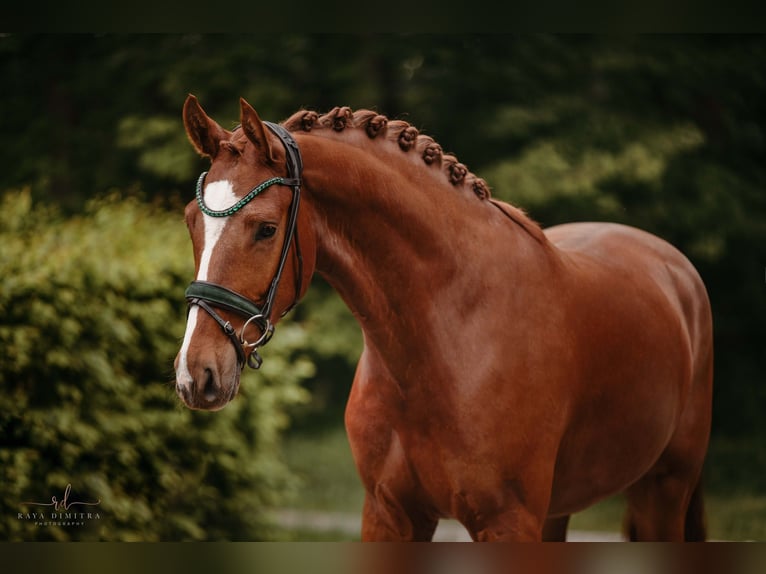 Caballo de deporte alemán Caballo castrado 4 años 168 cm Alazán in Wehringen