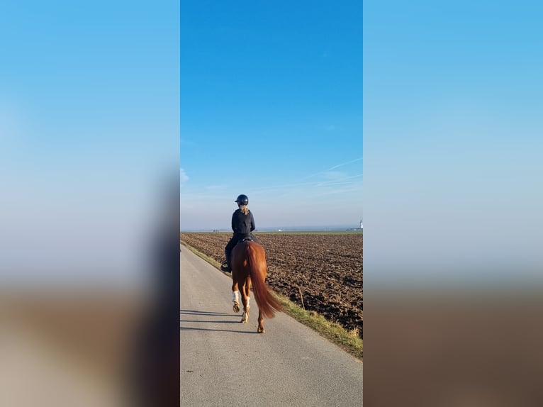 Caballo de deporte alemán Caballo castrado 4 años 168 cm Alazán in Niederstotzingen