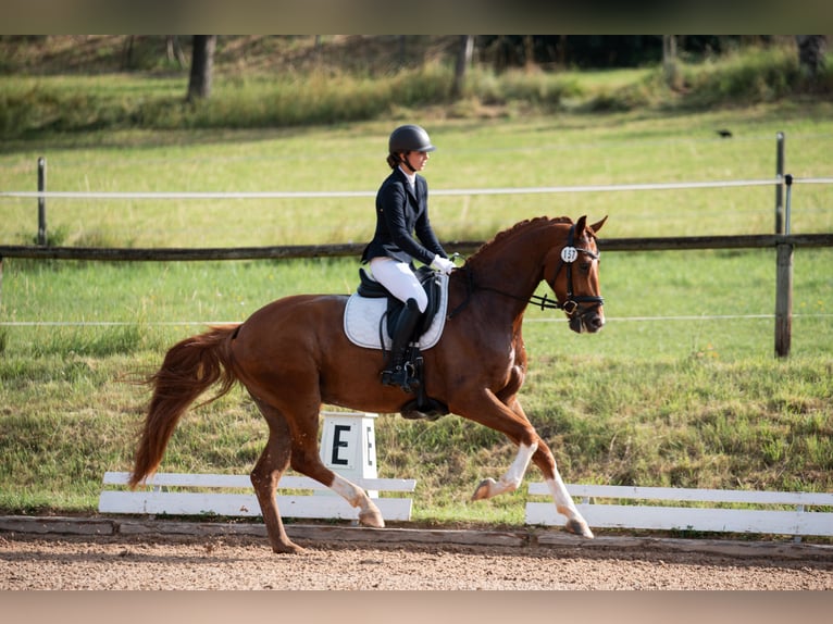 Caballo de deporte alemán Caballo castrado 4 años 168 cm Alazán in Kirchenthumbach