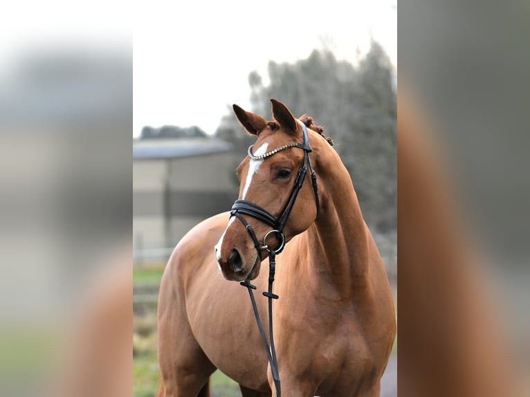 Caballo de deporte alemán Caballo castrado 4 años 168 cm Alazán in Kamern