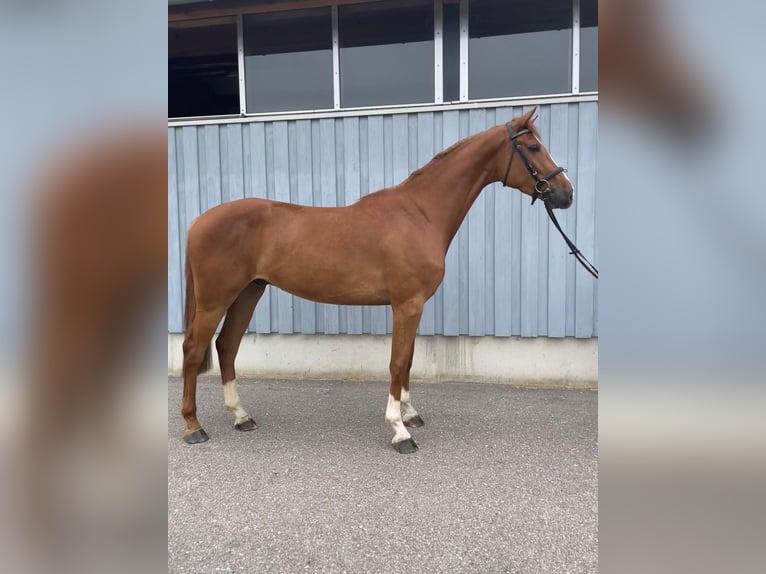 Caballo de deporte alemán Caballo castrado 4 años 168 cm Alazán in Gerstetten