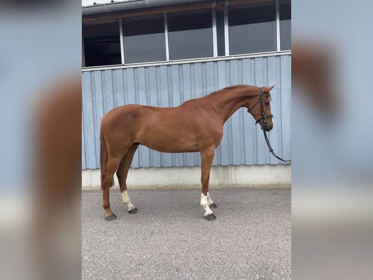 Caballo de deporte alemán Caballo castrado 4 años 168 cm Alazán in Gerstetten