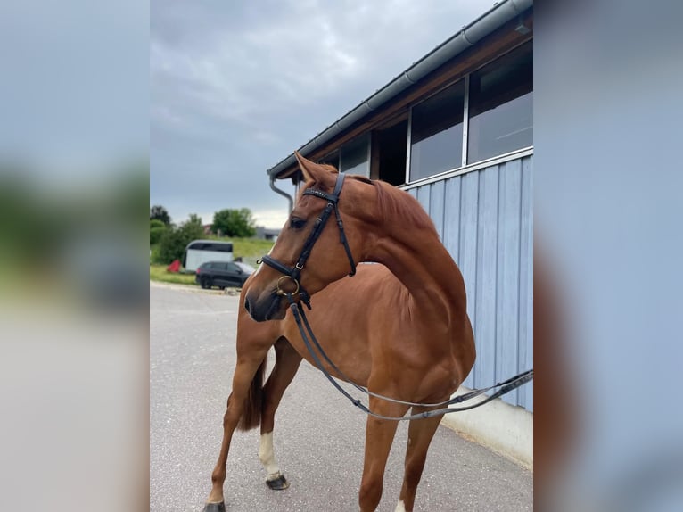 Caballo de deporte alemán Caballo castrado 4 años 168 cm Alazán in Gerstetten