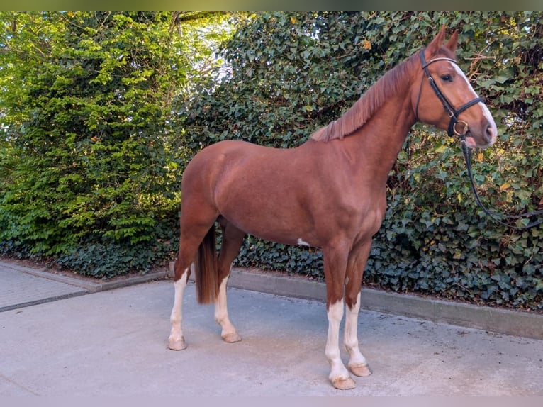 Caballo de deporte alemán Caballo castrado 4 años 168 cm Alazán in Gau-Bickelheim