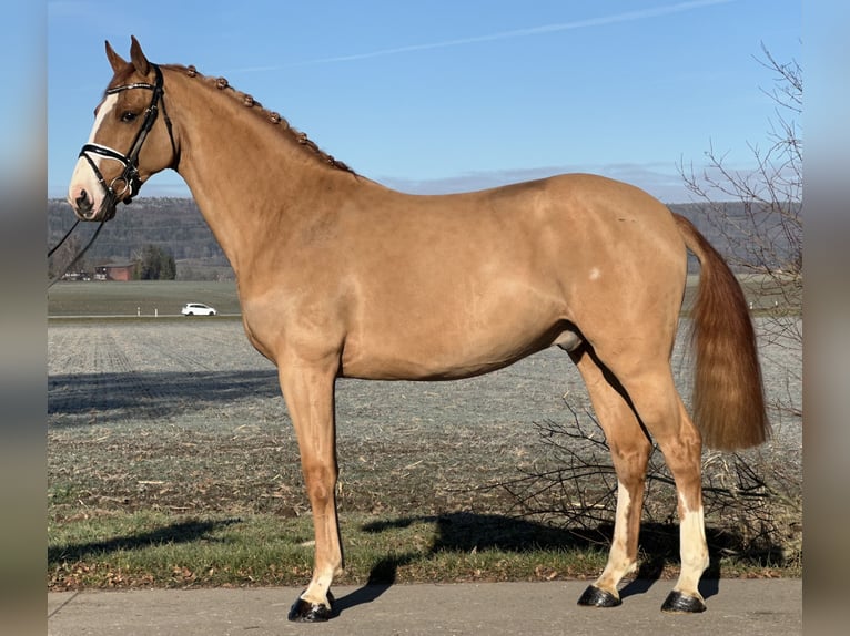 Caballo de deporte alemán Caballo castrado 4 años 168 cm Alazán in Riedlingen