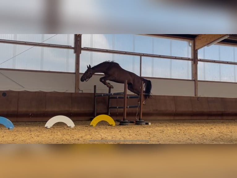 Caballo de deporte alemán Caballo castrado 4 años 168 cm Alazán in R&#xF6;tha