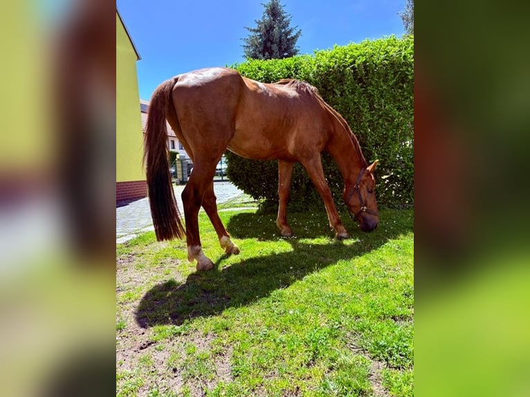 Caballo de deporte alemán Caballo castrado 4 años 168 cm Alazán in R&#xF6;tha