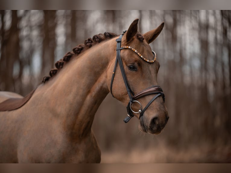 Caballo de deporte alemán Caballo castrado 4 años 168 cm Alazán-tostado in Wehringen