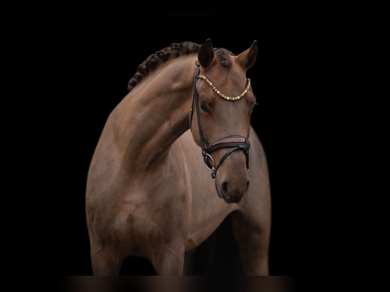 Caballo de deporte alemán Caballo castrado 4 años 168 cm Alazán-tostado in Wehringen