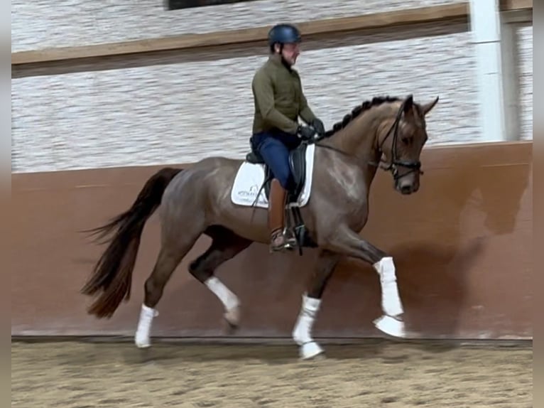 Caballo de deporte alemán Caballo castrado 4 años 168 cm Alazán-tostado in Wehringen