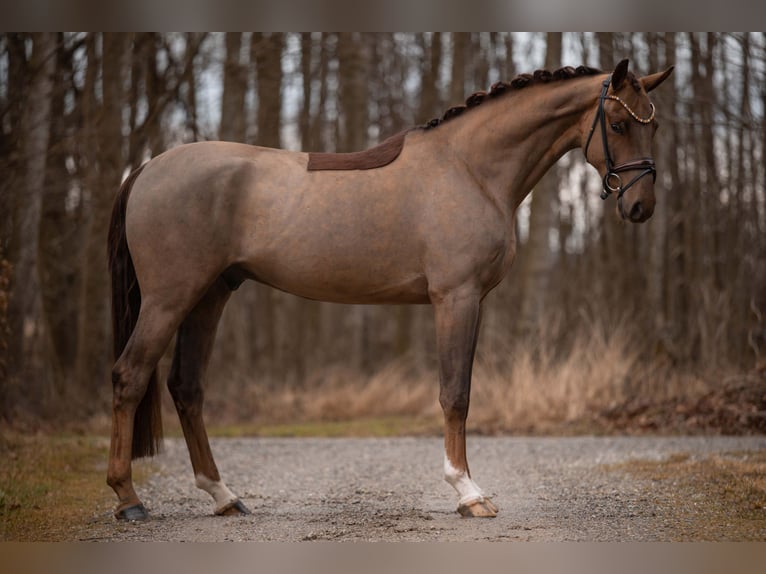 Caballo de deporte alemán Caballo castrado 4 años 168 cm Alazán-tostado in Wehringen