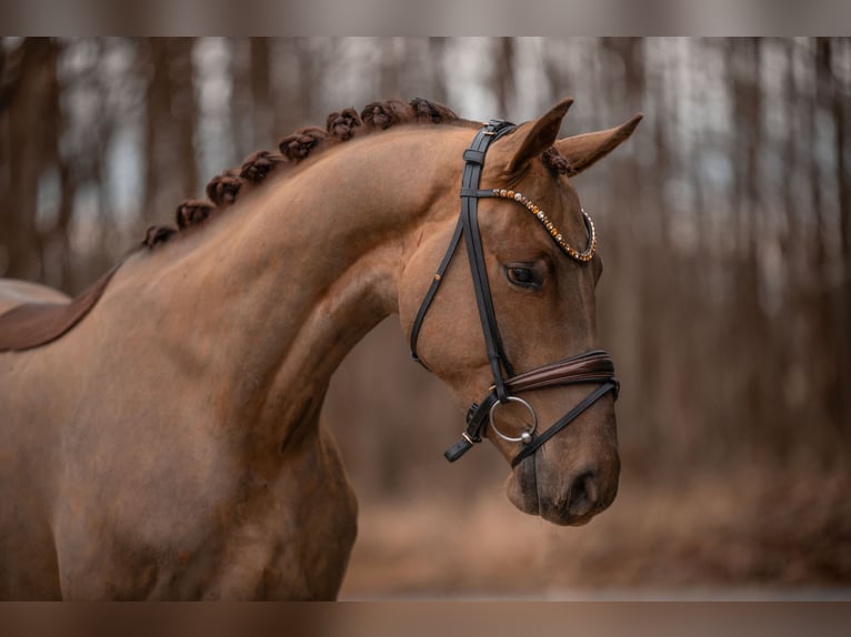 Caballo de deporte alemán Caballo castrado 4 años 168 cm Alazán-tostado in Wehringen