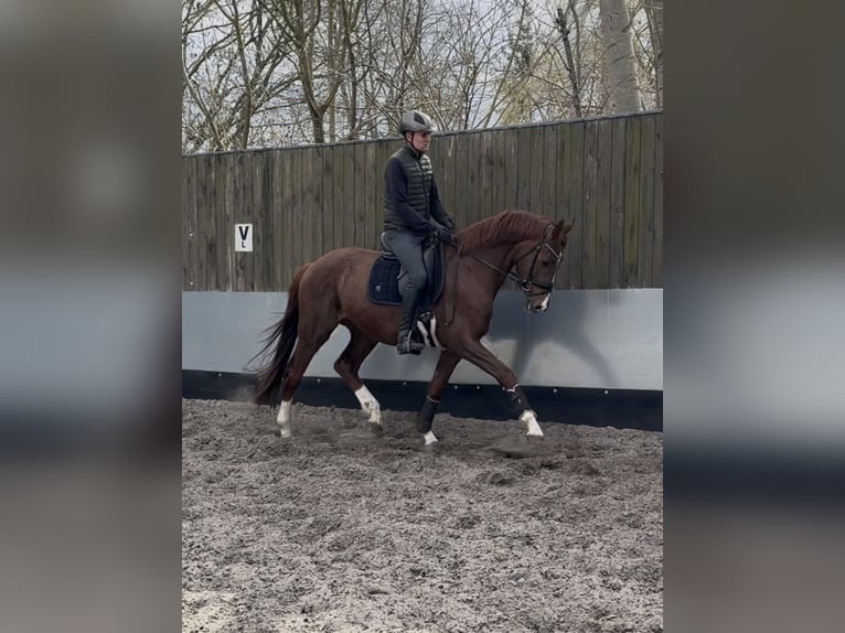 Caballo de deporte alemán Caballo castrado 4 años 168 cm Alazán-tostado in Priestewitz