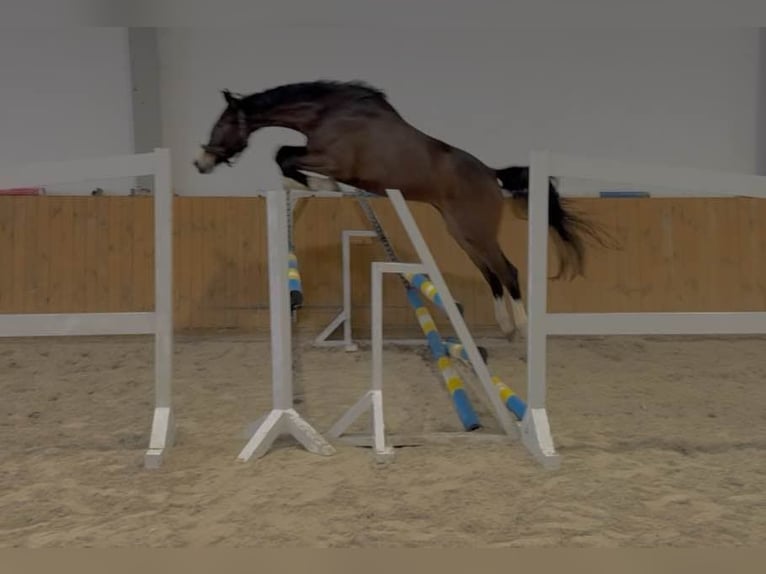Caballo de deporte alemán Caballo castrado 4 años 168 cm in KRAJENKA
