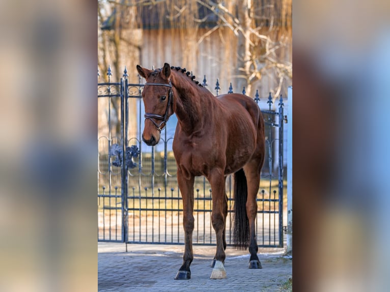 Caballo de deporte alemán Caballo castrado 4 años 168 cm Castaño in Bodenkirchen