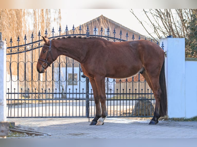 Caballo de deporte alemán Caballo castrado 4 años 168 cm Castaño in Bodenkirchen