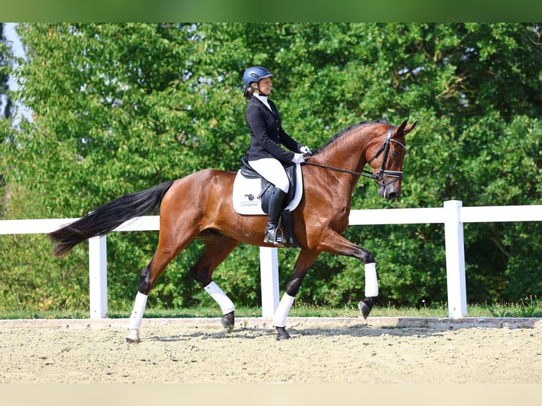 Caballo de deporte alemán Caballo castrado 4 años 168 cm Castaño in Gomadingen