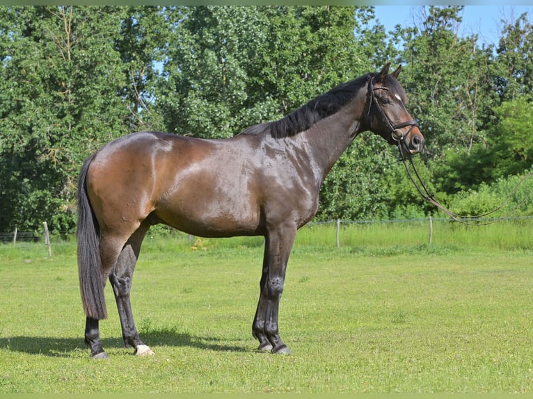 Caballo de deporte alemán Caballo castrado 4 años 168 cm Castaño in Rhinow