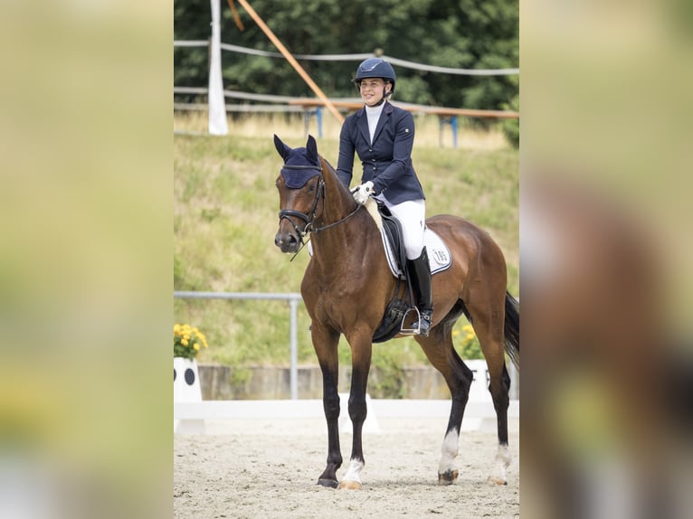 Caballo de deporte alemán Caballo castrado 4 años 168 cm Castaño in Haiterbach