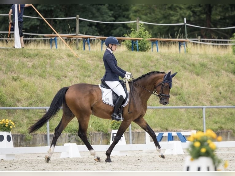Caballo de deporte alemán Caballo castrado 4 años 168 cm Castaño in Haiterbach